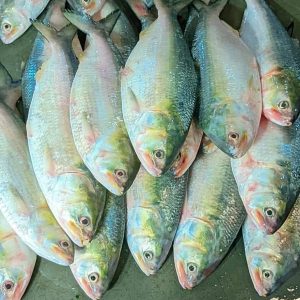 ৬ কেজি ইলিশ (১২ পিস)